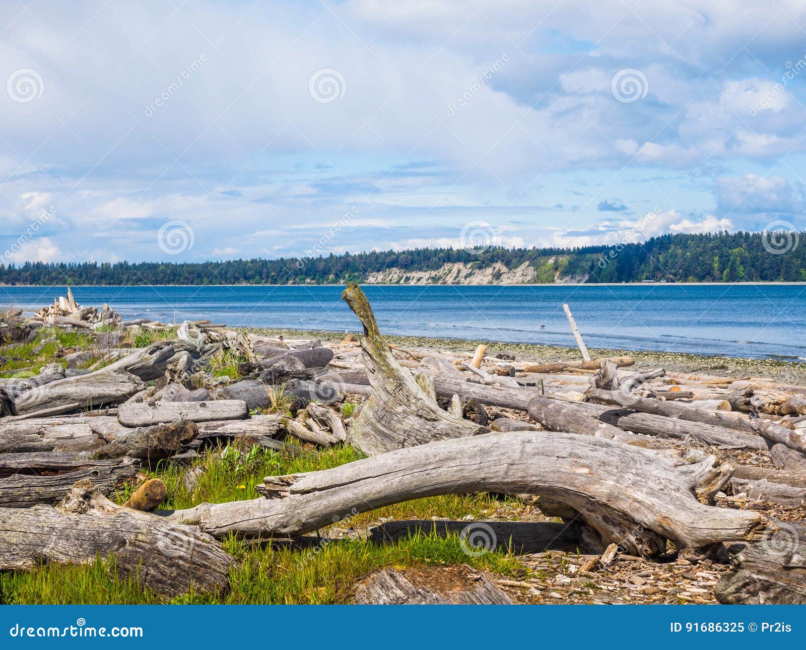 Driftwood on Sandy Ocean Beach Stock Image Image of driftwood, ocean
