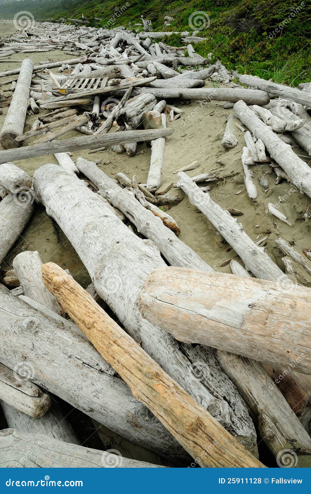 Driftwood on shore stock photo. Image of tranquil, scenic 25911128
