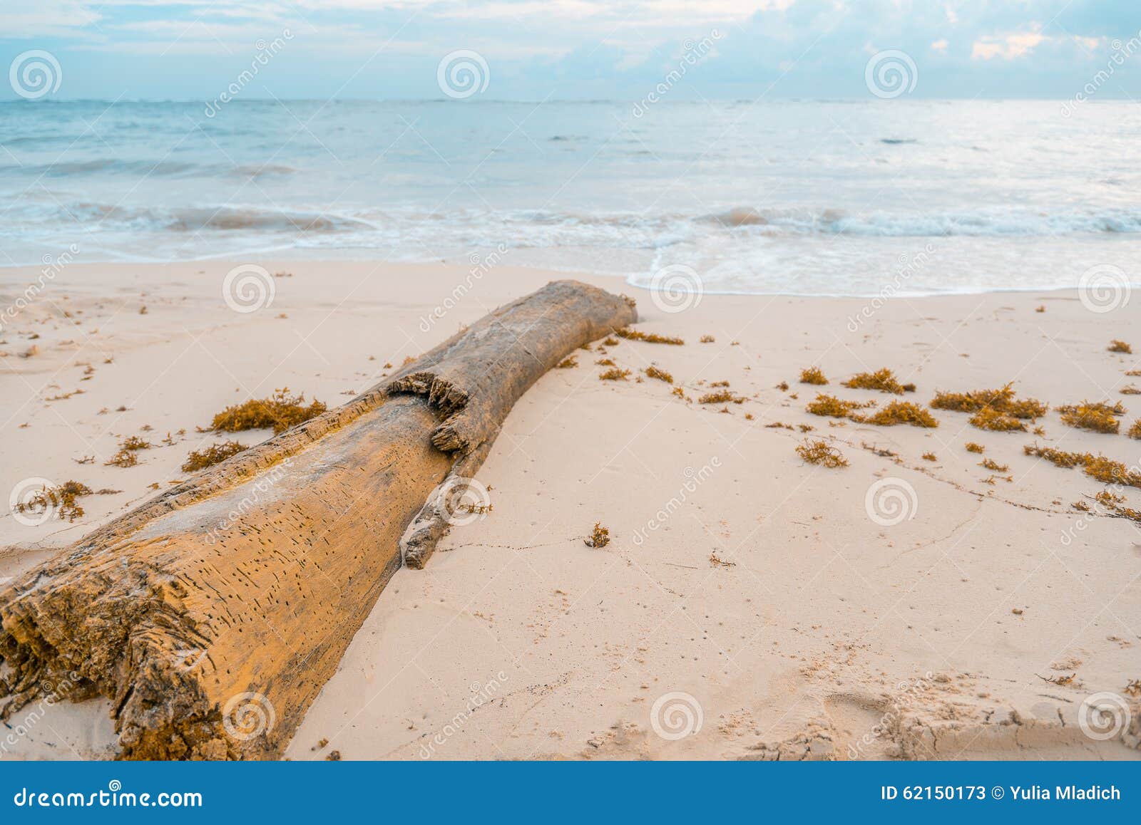 Driftwood with Termite Holes Stock Image Image of scenery, scenic
