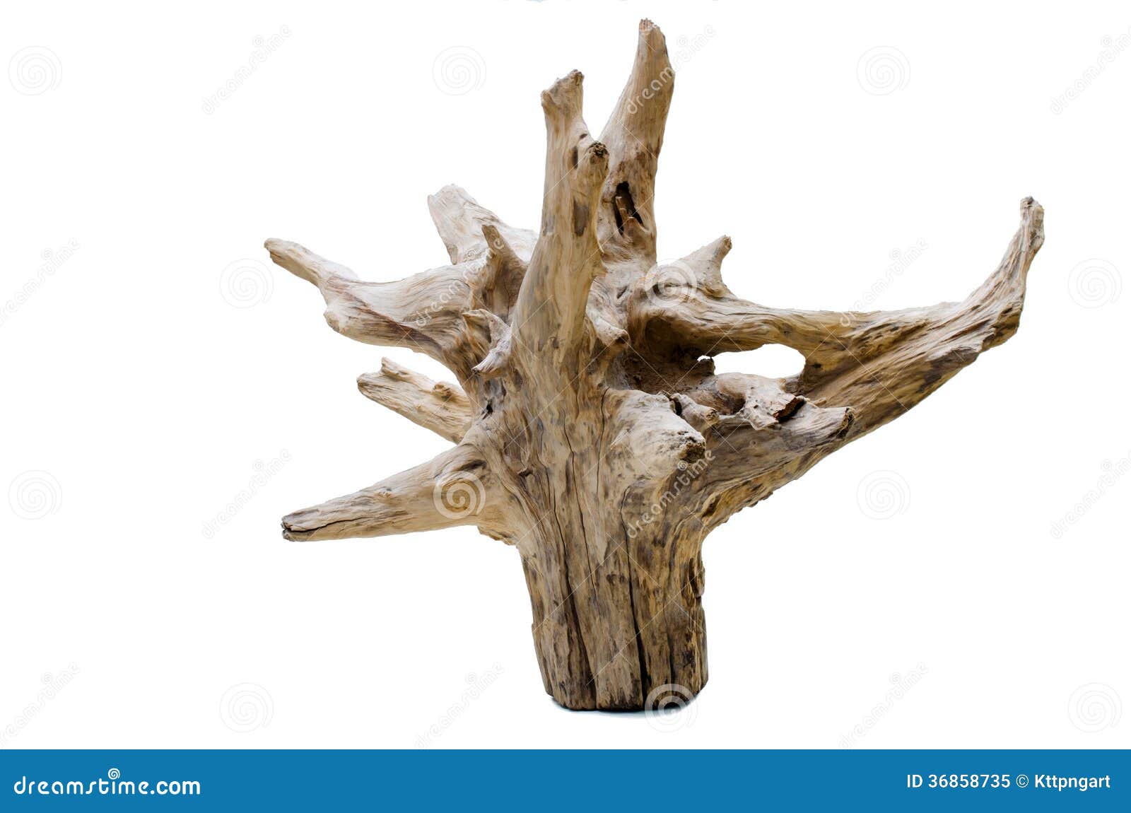Driftwood Tree Images – Browse 31,992 Stock Photos, Vectors, and Video