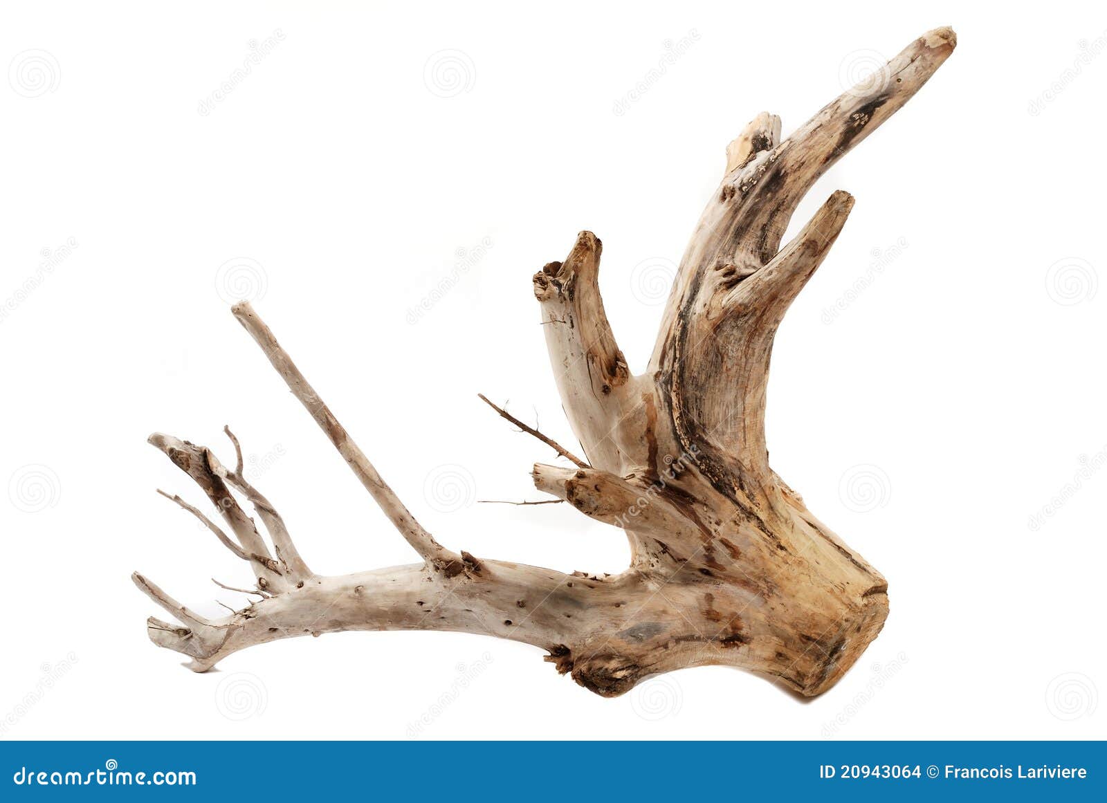Driftwood Tree Stump on White Background Stock Photo Image of