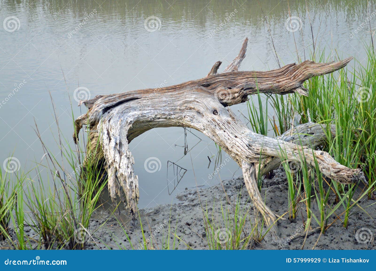Driftwood in the water stock image. Image of coast, river 57999929