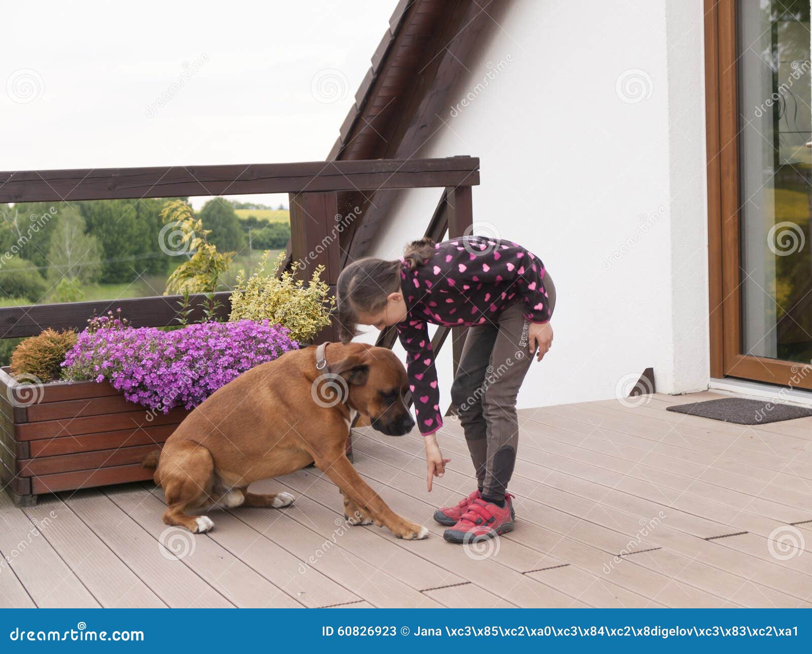 Drilling of dog stock image. Image of young, outdoor 60826923