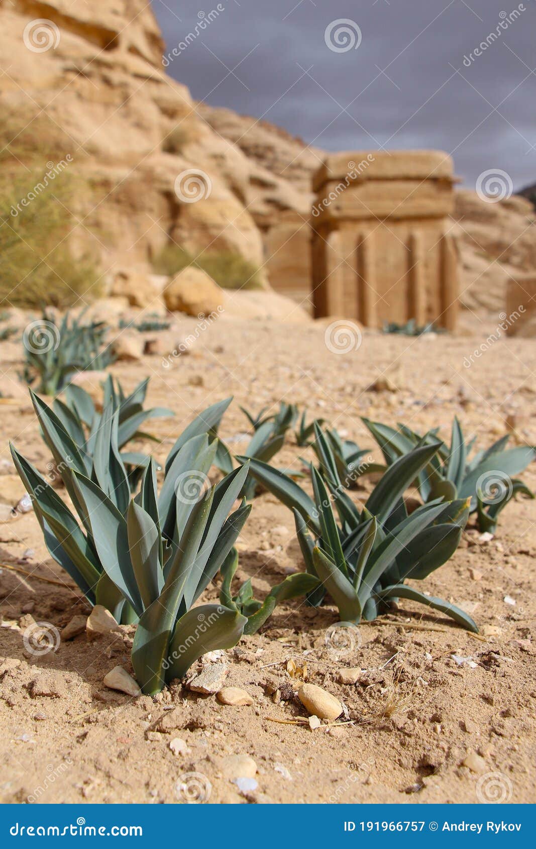 drimia maritima plant in petra, jordan