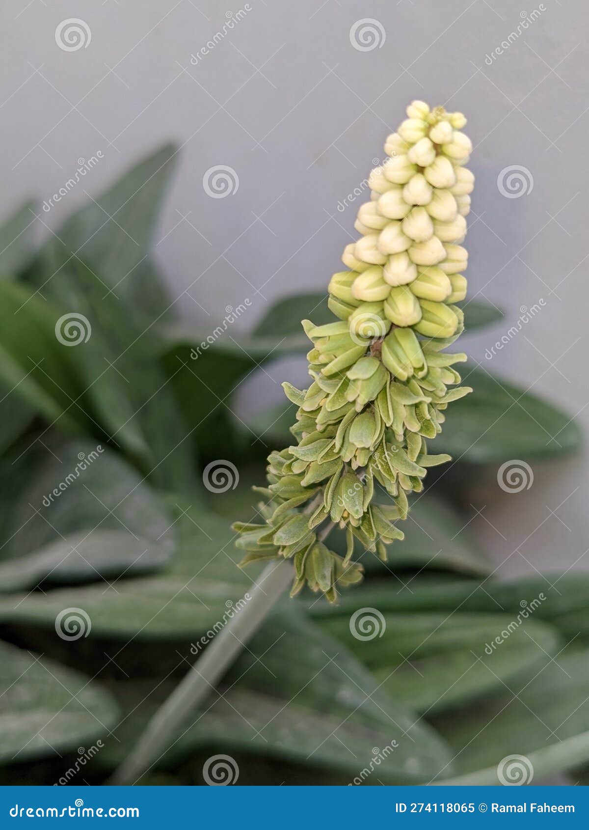 Drimiopsis Maculata Flower. Stock Image Image of flower, vegetable