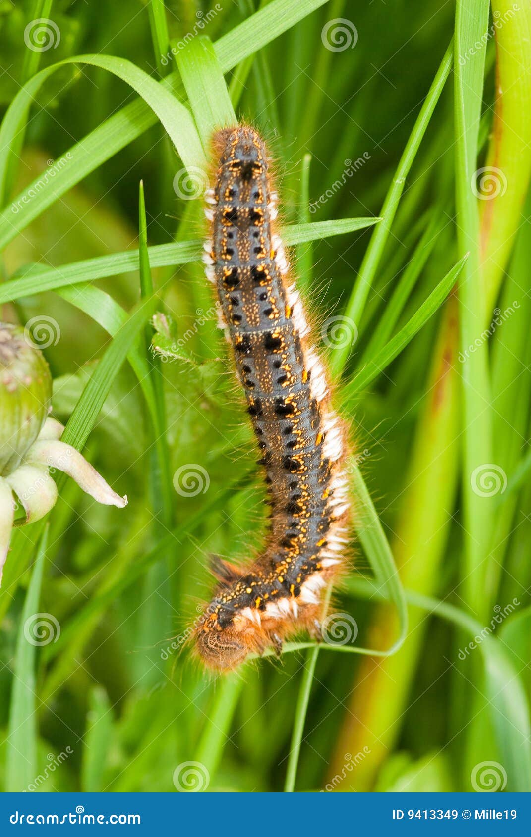 drinker moth larva