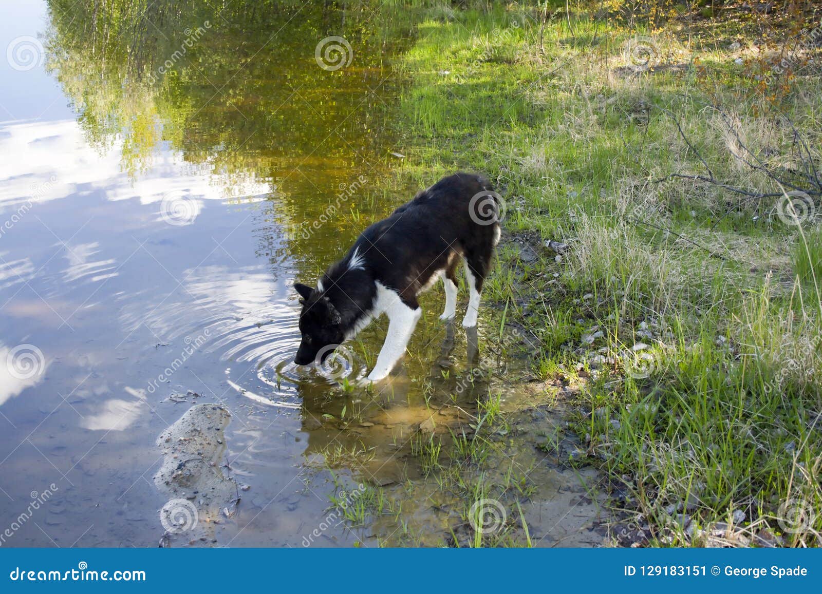 Summer lake. Drinking dog stock image. Image of calm 129183151
