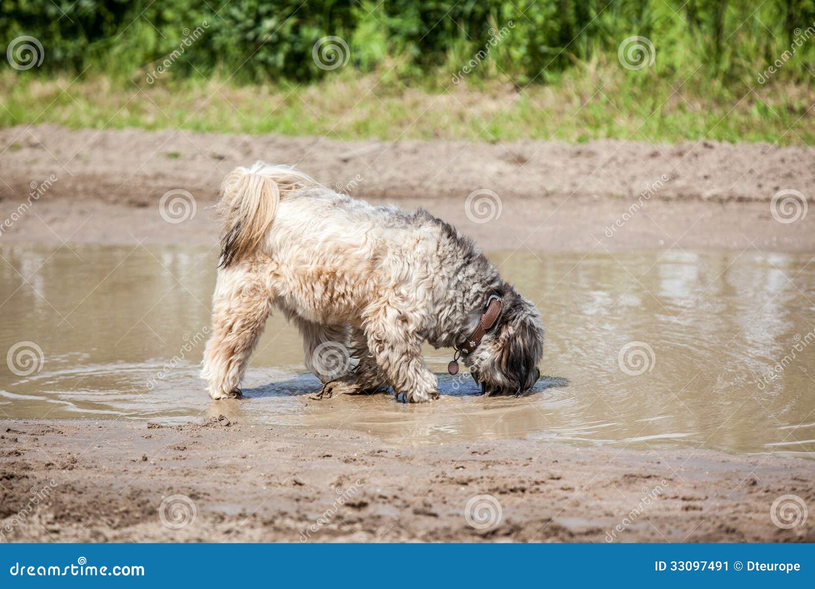Dog Drinking Dirty Water Stock Photos - Free & Royalty-Free Stock Photos  from Dreamstime