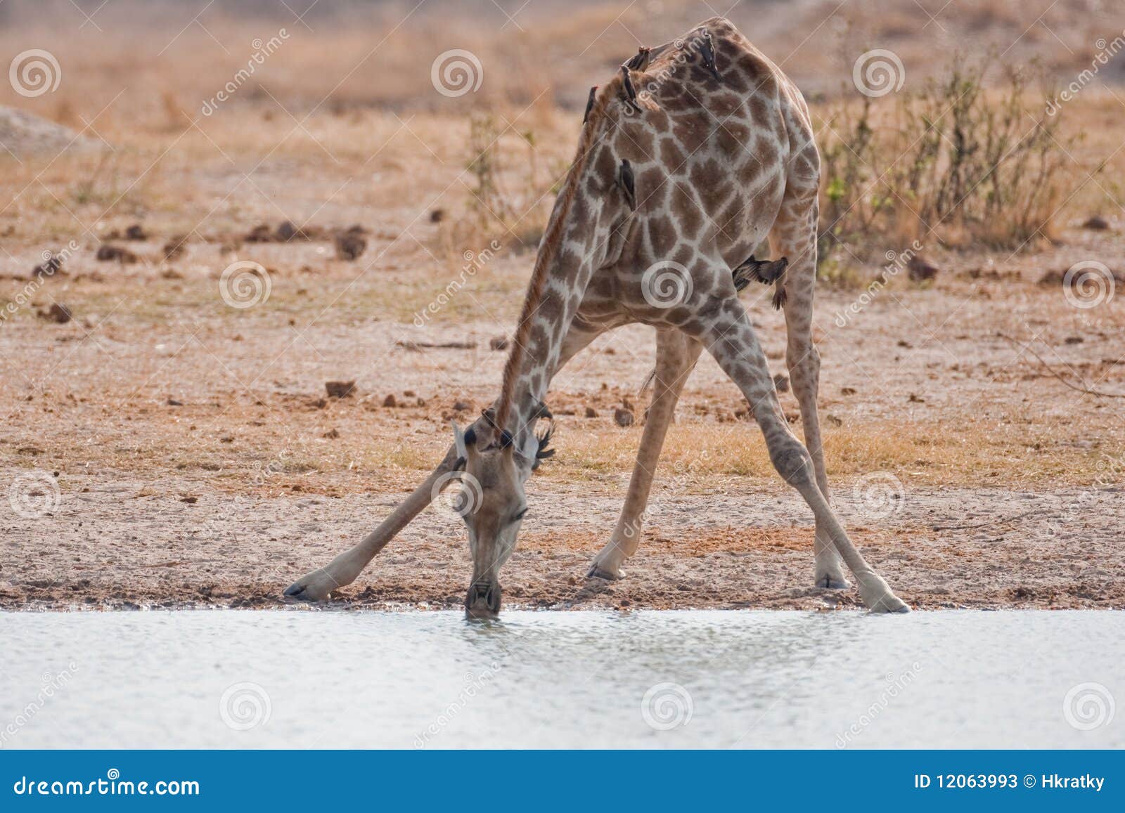 Beer Giraffe Stock Photos - Free & Royalty-Free Stock Photos from Dreamstime