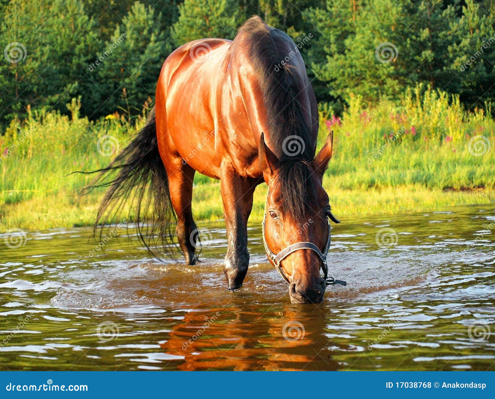 Drinking horse stock photo. Image of animal, domesti 17038768