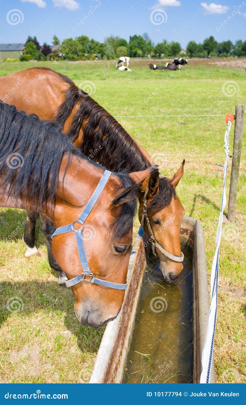 Drinking horses stock photo. Image of competition, horse 10177794