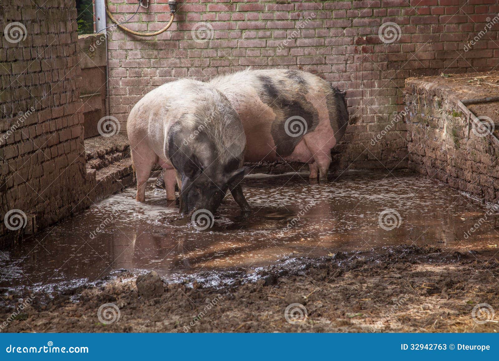 Drinking pigs stock image. Image of animal, drink, dirt 32942763