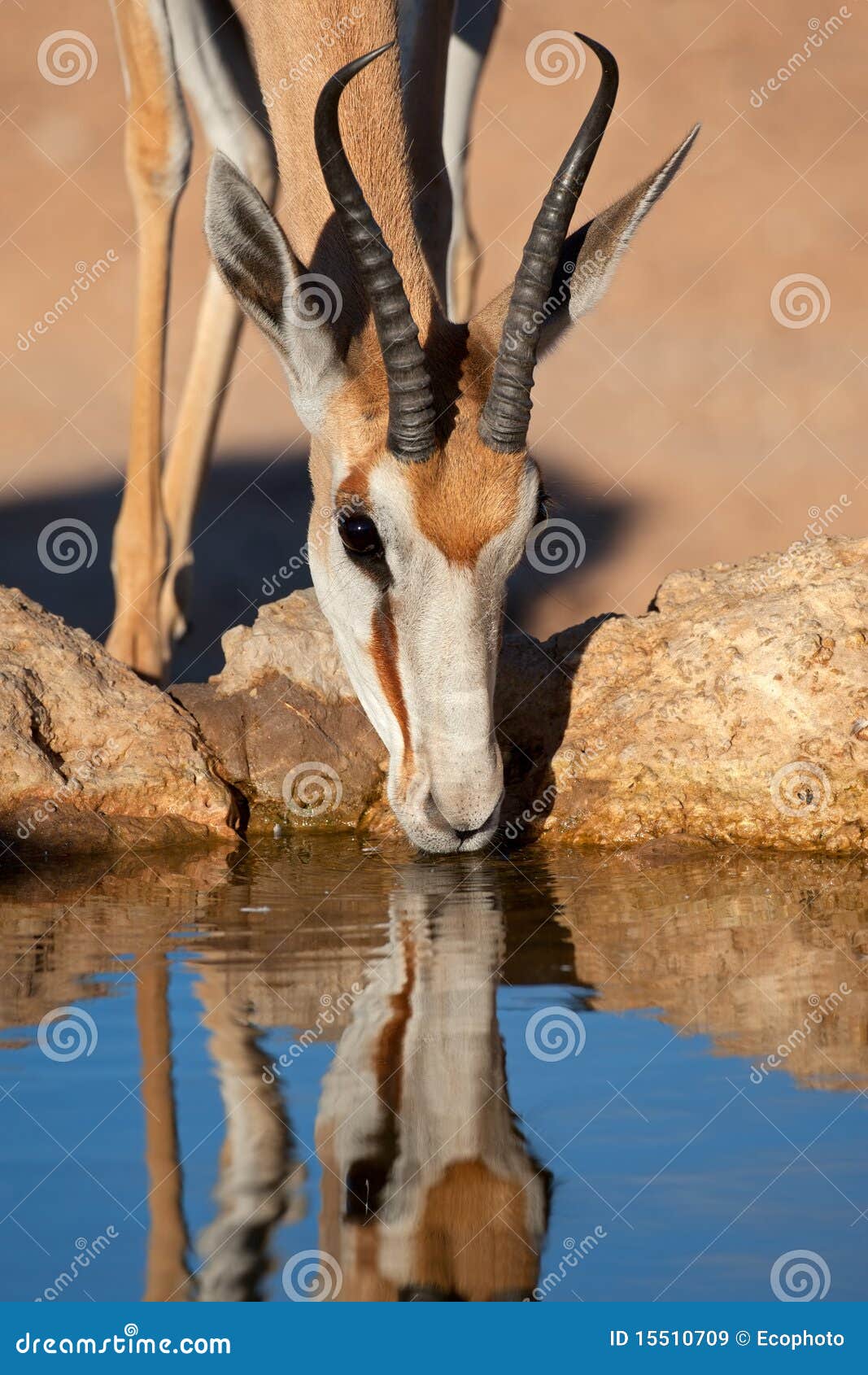 drinking springbok antelope