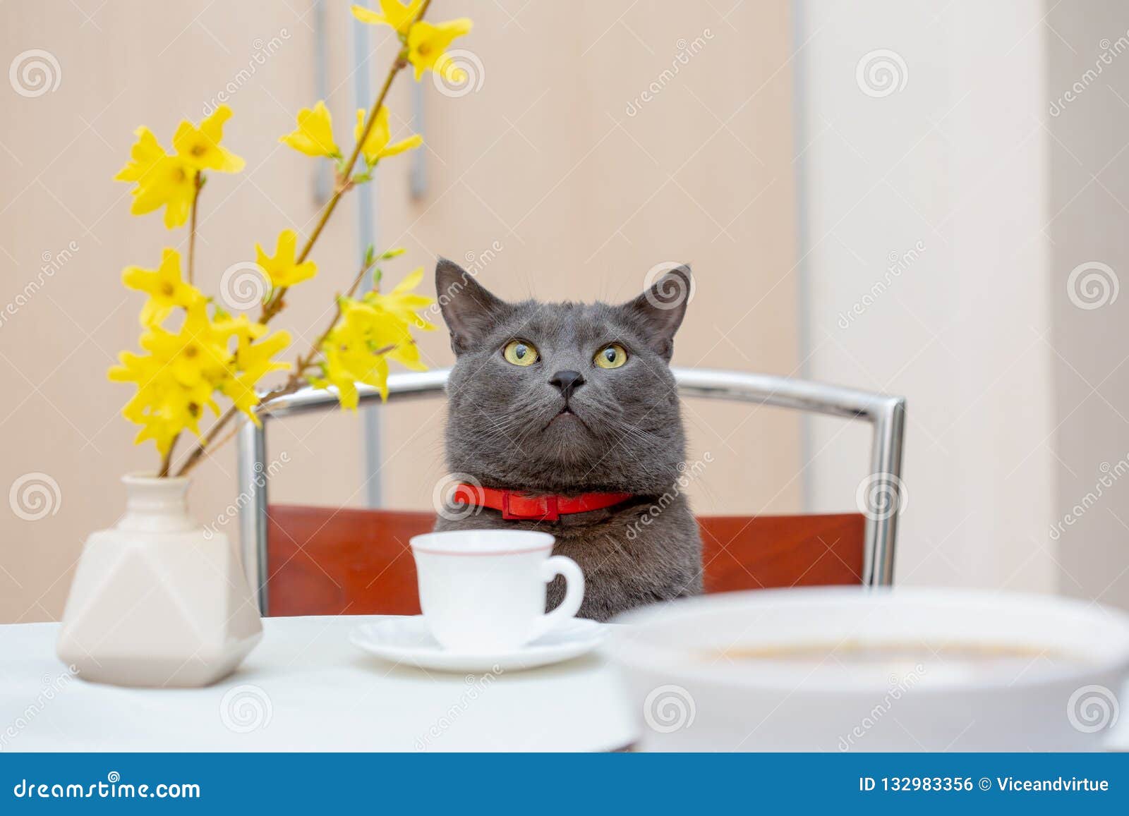 Drinking Tea Together With Adorable Grey Cat Stock Photo 