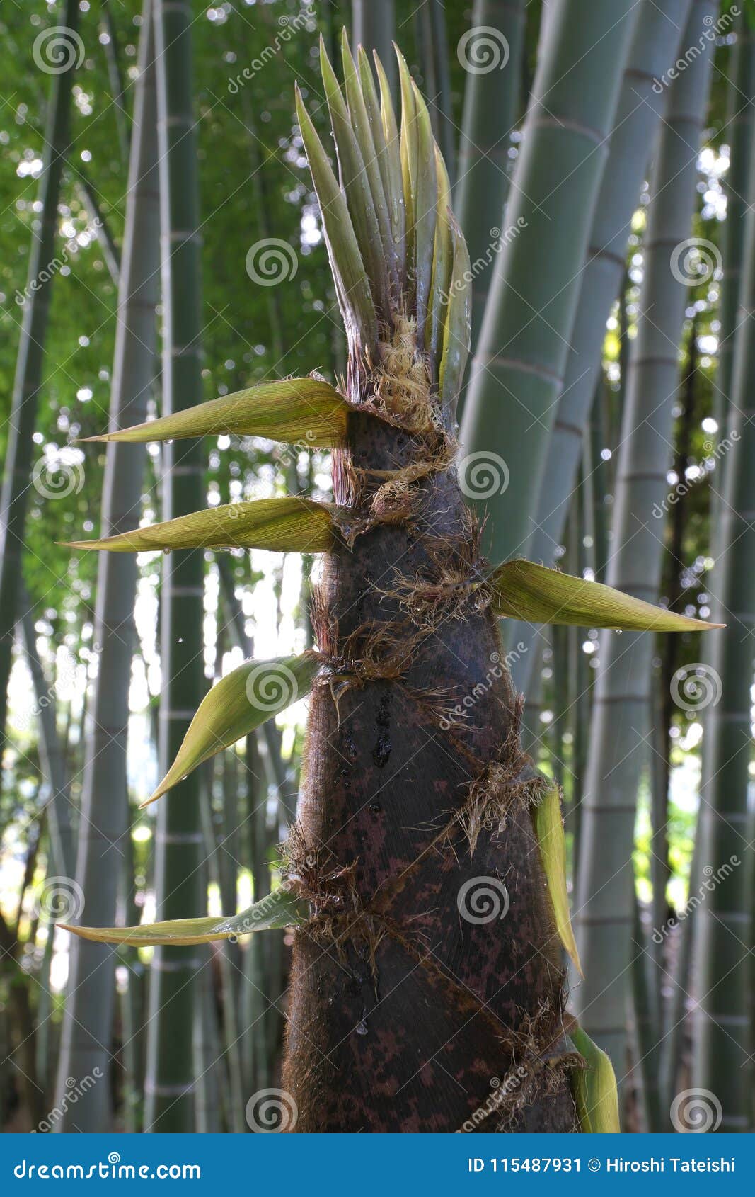 Drip from Bamboo Sprout or Bamboo Shoot in the Morning Stock Image ...