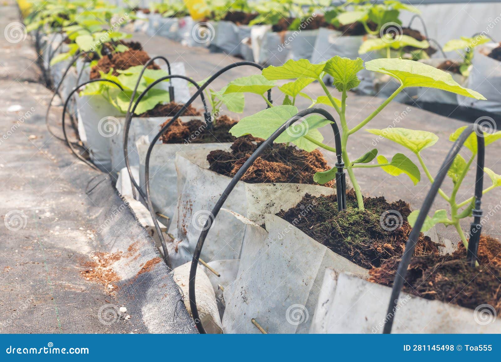 drip irrigation is an efficient way to irrigate greenhouse crops