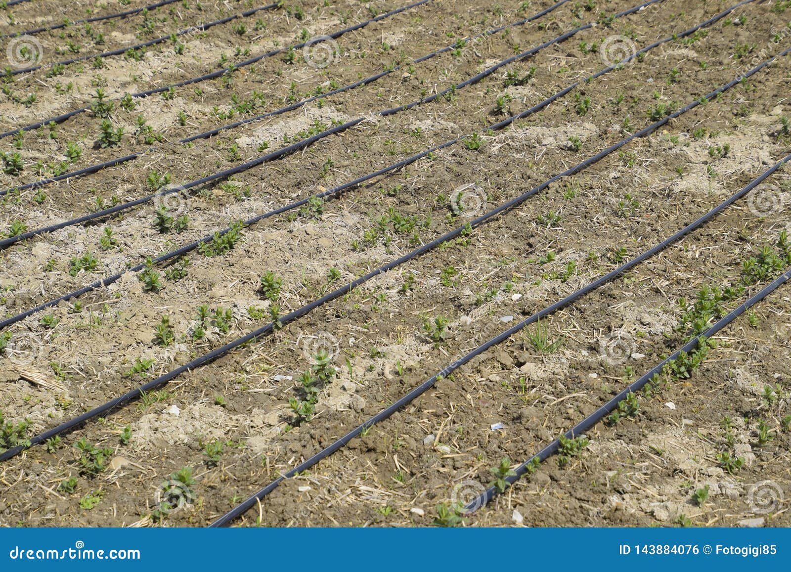 Drip Irrigation on Field, Black Hoses Drip Irrigation Stock Photo