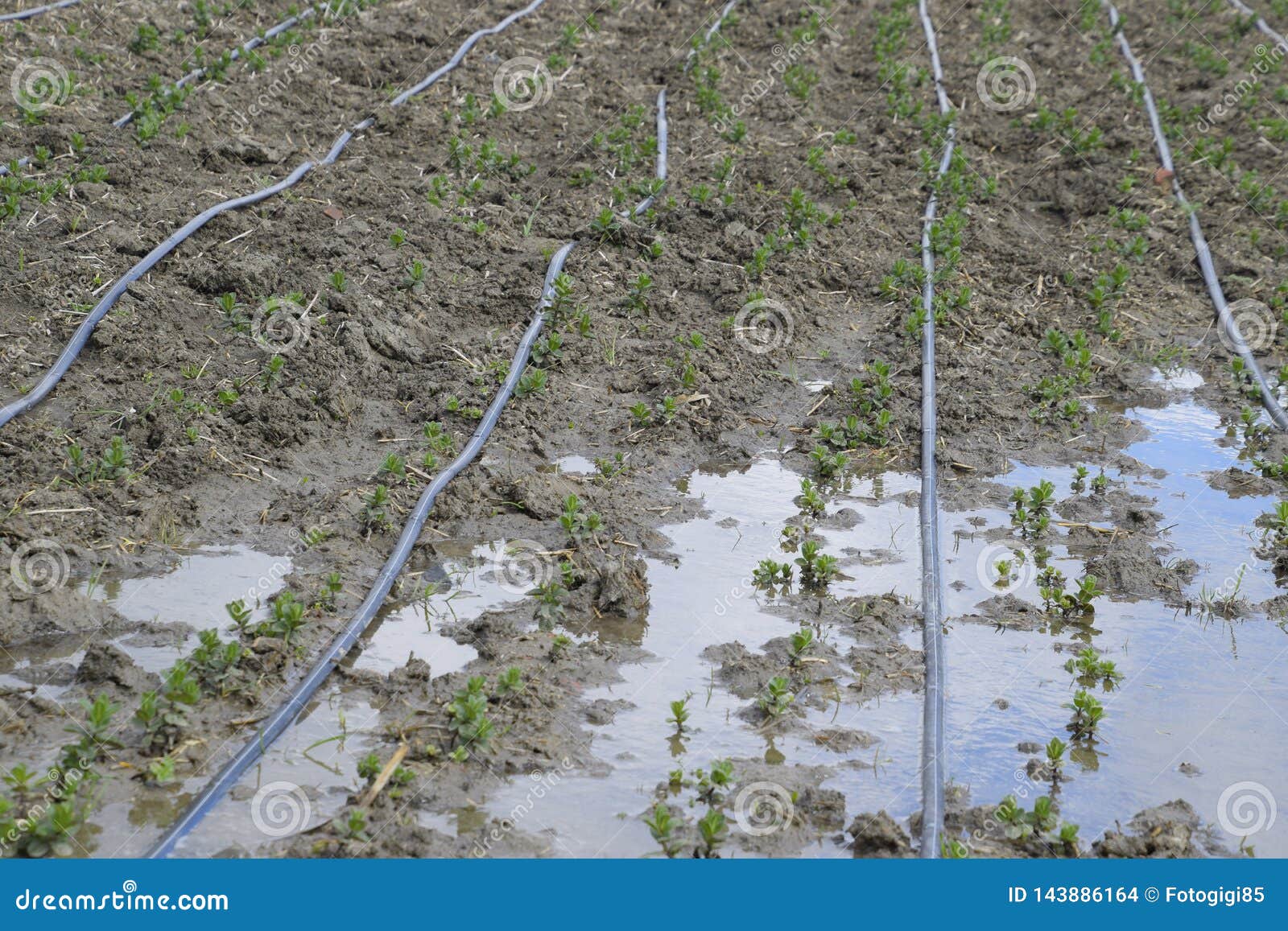 Drip Irrigation on Field, Black Hoses Drip Irrigation Stock Photo