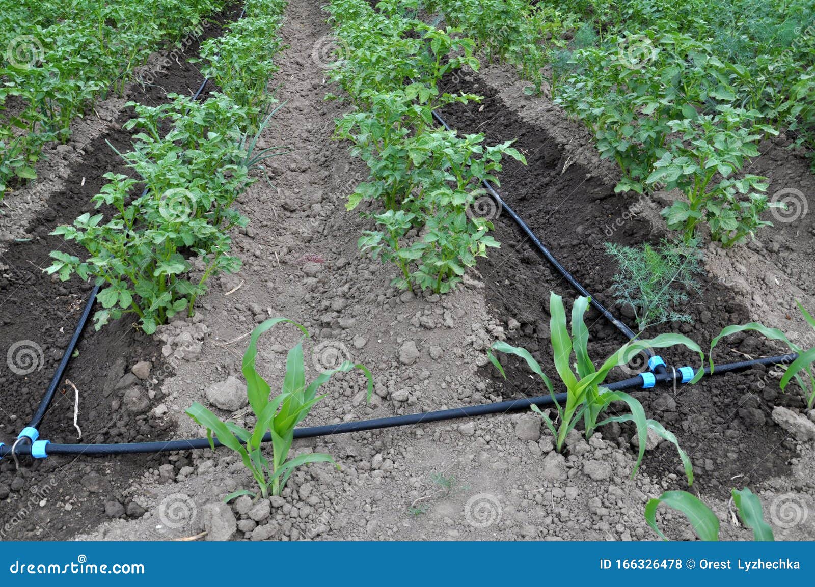 Drip Irrigation while Growing Potatoes Stock Photo Image of farm, green 166326478