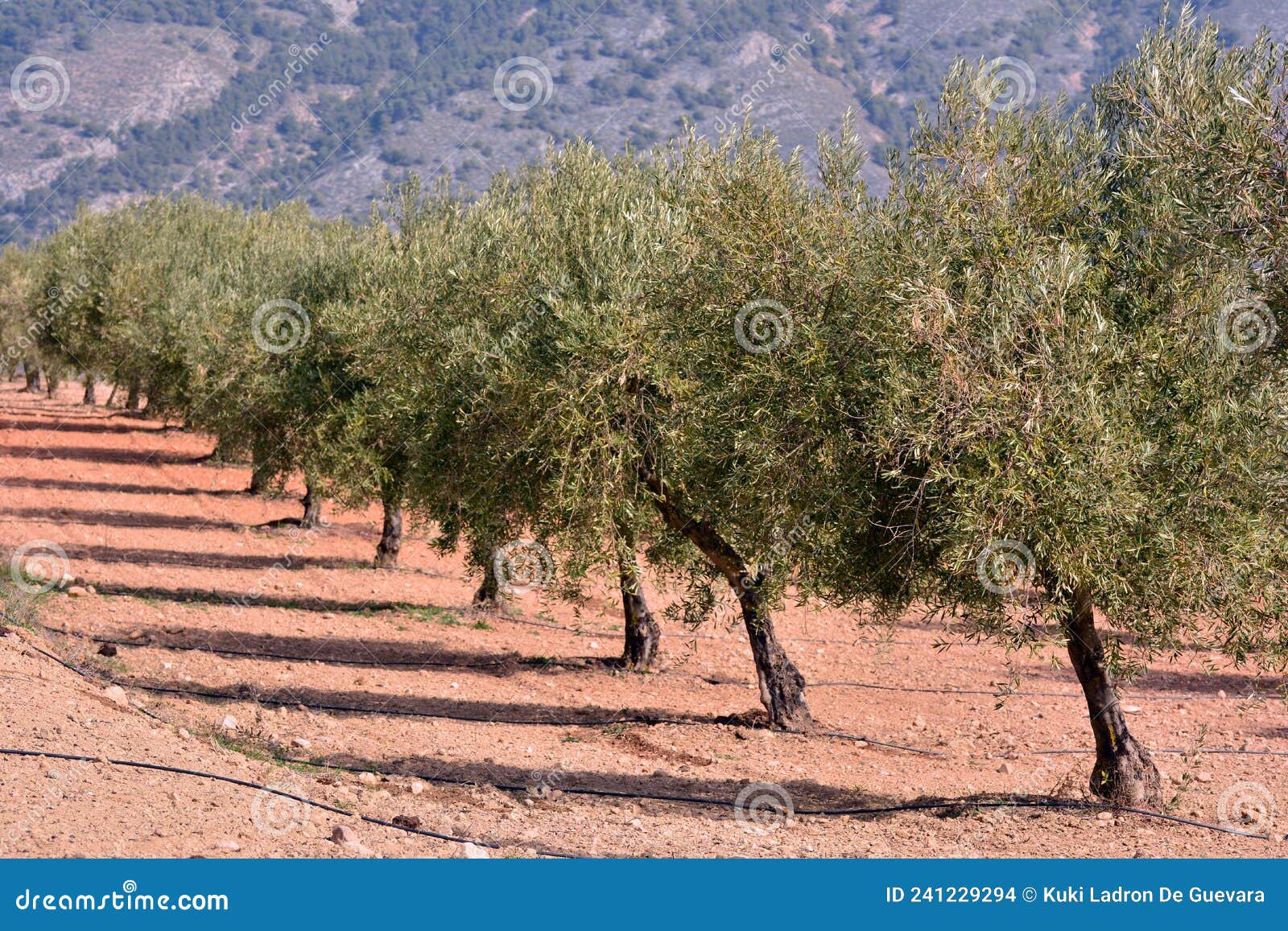 drip irrigation in an olive plantation