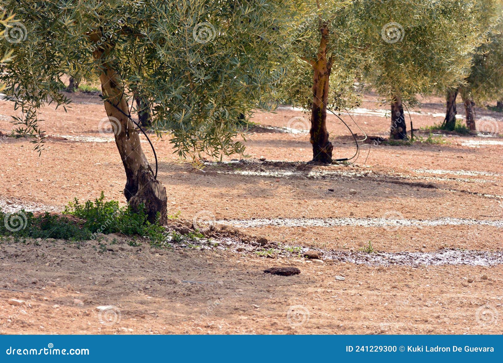 drip irrigation in an olive plantation