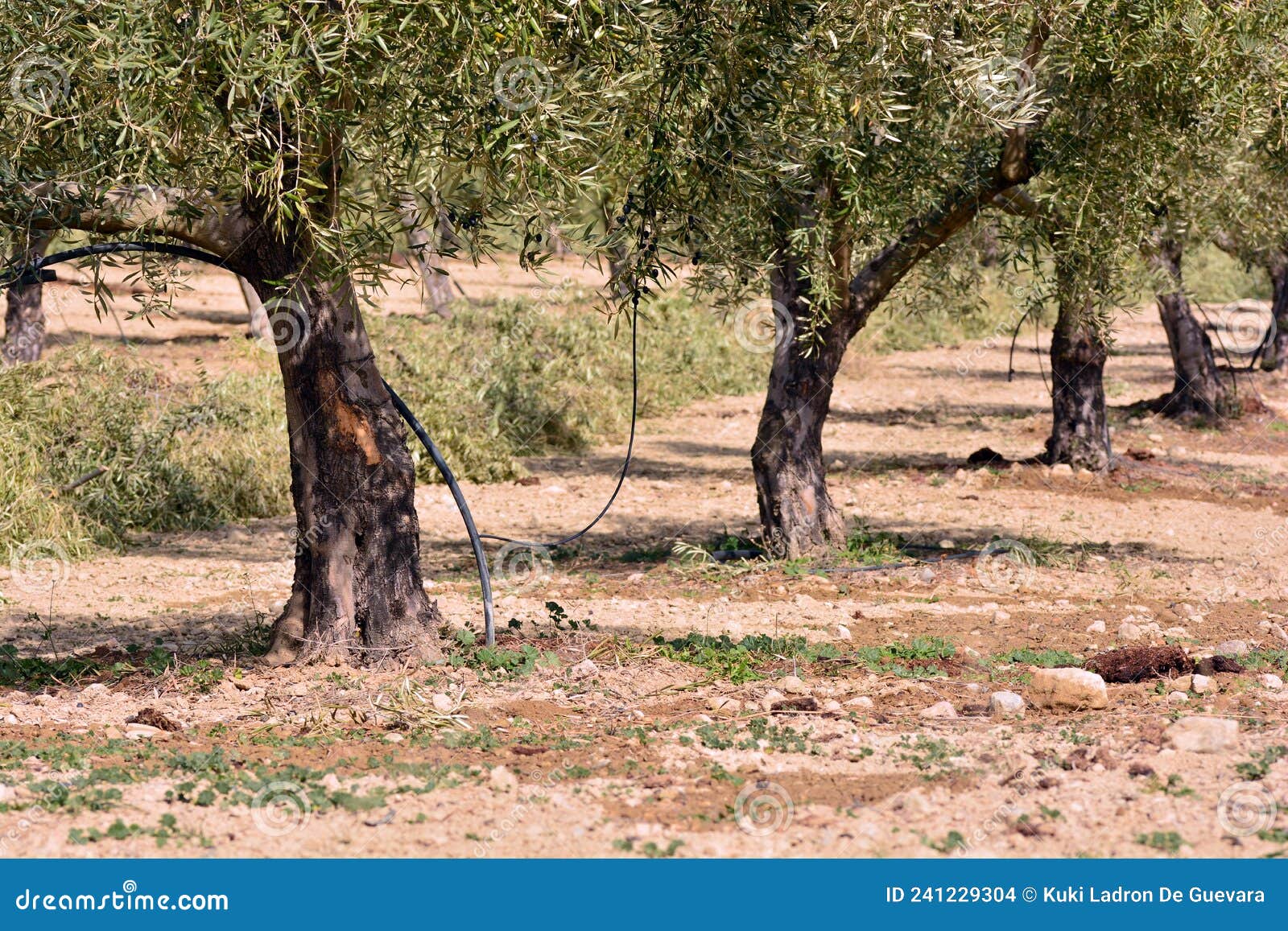 drip irrigation in an olive plantation