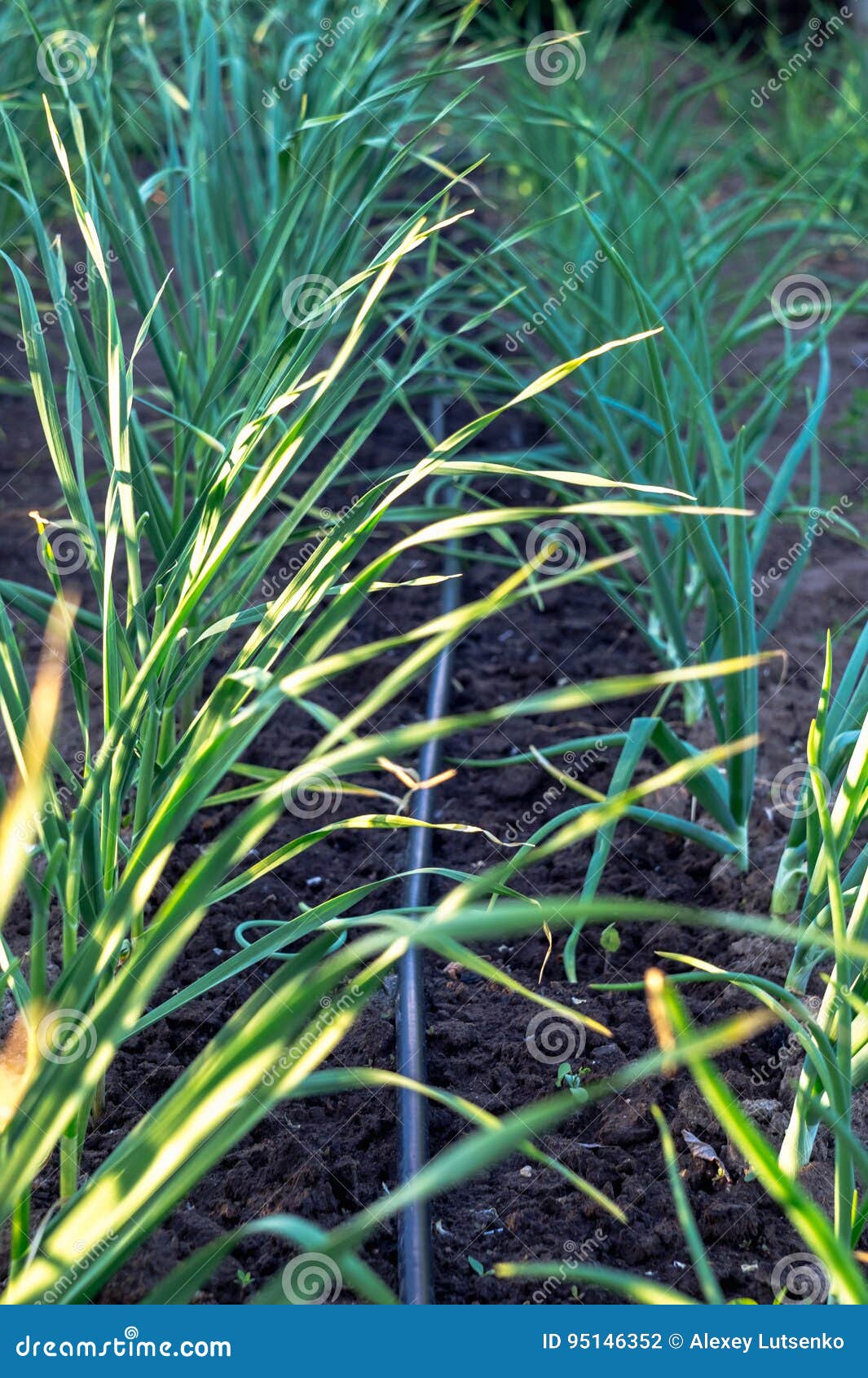 Drip Irrigation Pipe Next To the Harvest Stock Photo Image of harvest