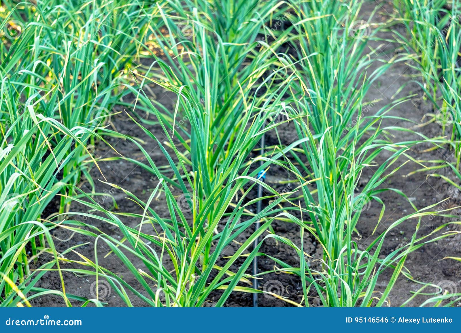 Drip Irrigation Pipe and Onions Stock Photo Image of land