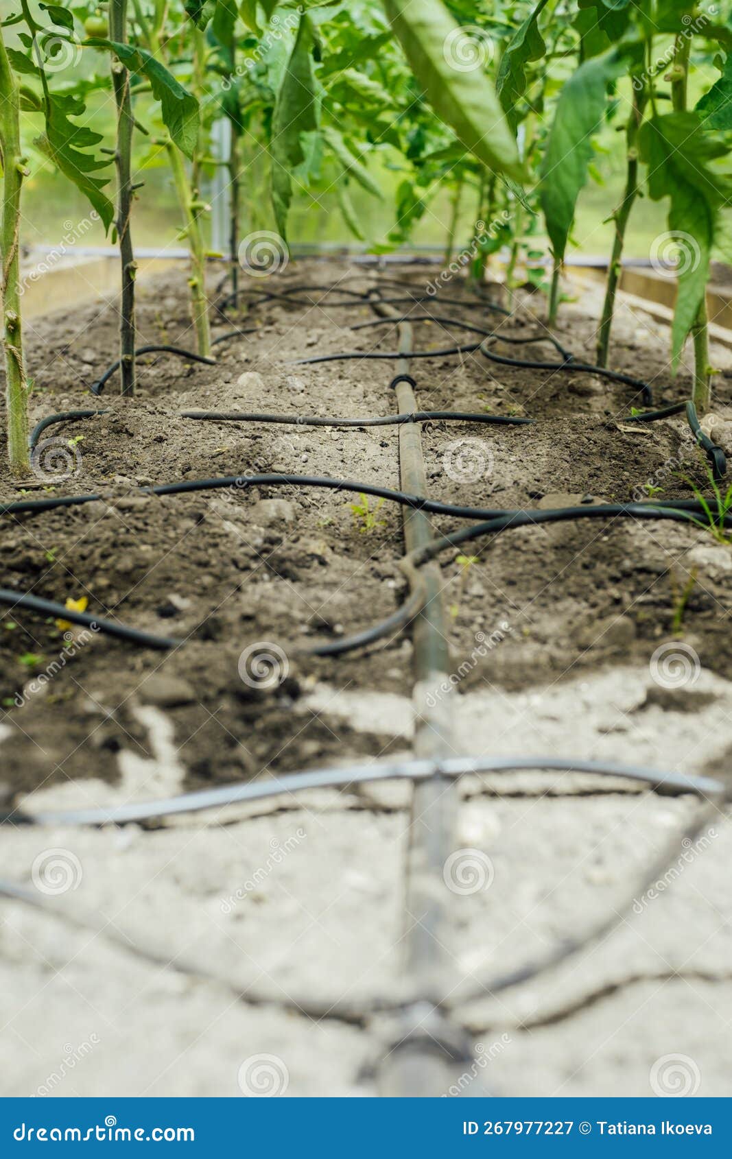 Drip Irrigation System in a Greenhouse. Modern Agriculture. Technology
