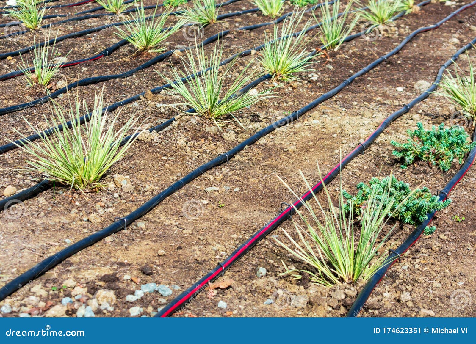 Drip Irrigation System Installation. Stock Image Image of site, pipe