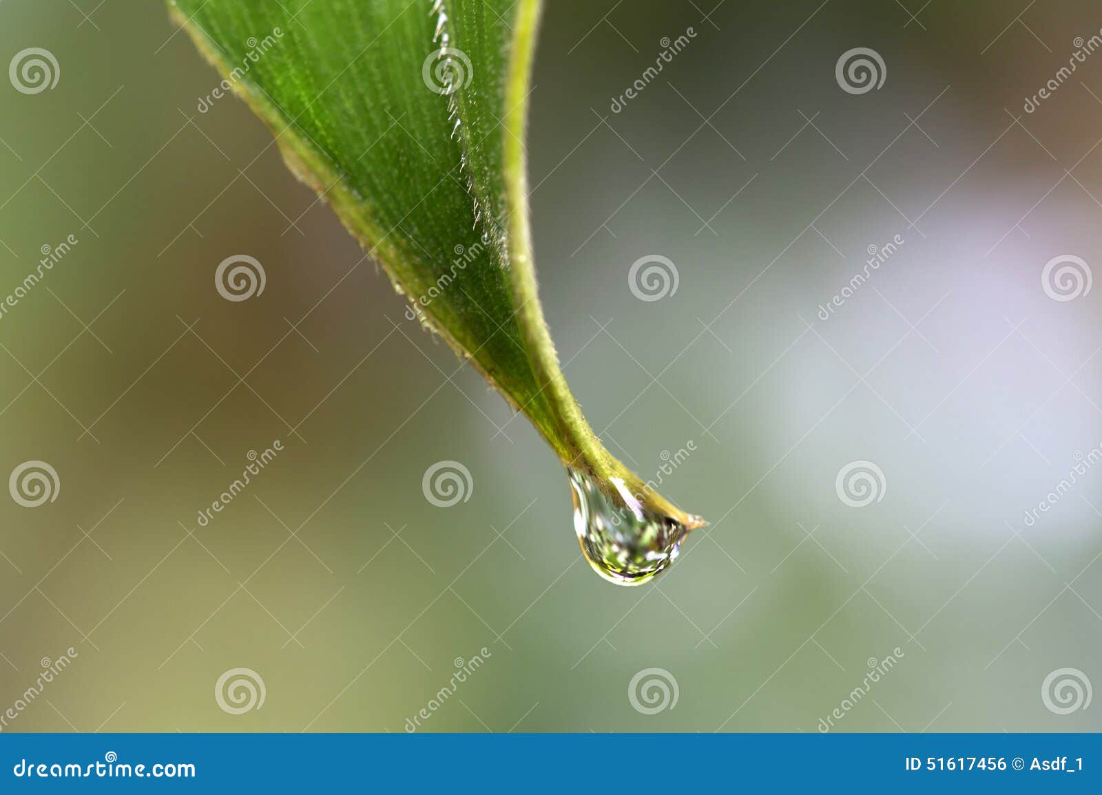 Drip Tips In The Tropical Rainforest