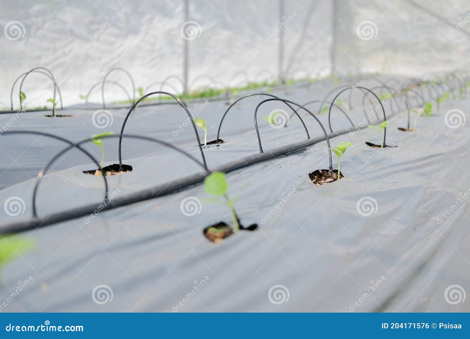 Drip Water Irrigation System for Growing Melon Plant Stock Photo