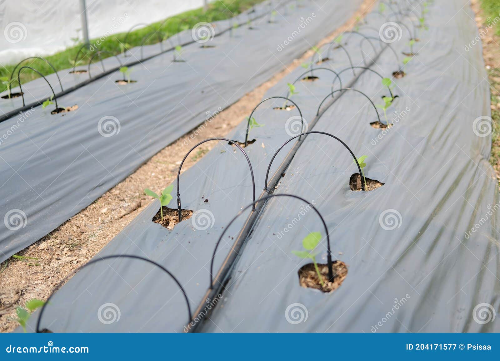 Drip Water Irrigation System for Growing Melon Plant Stock Image