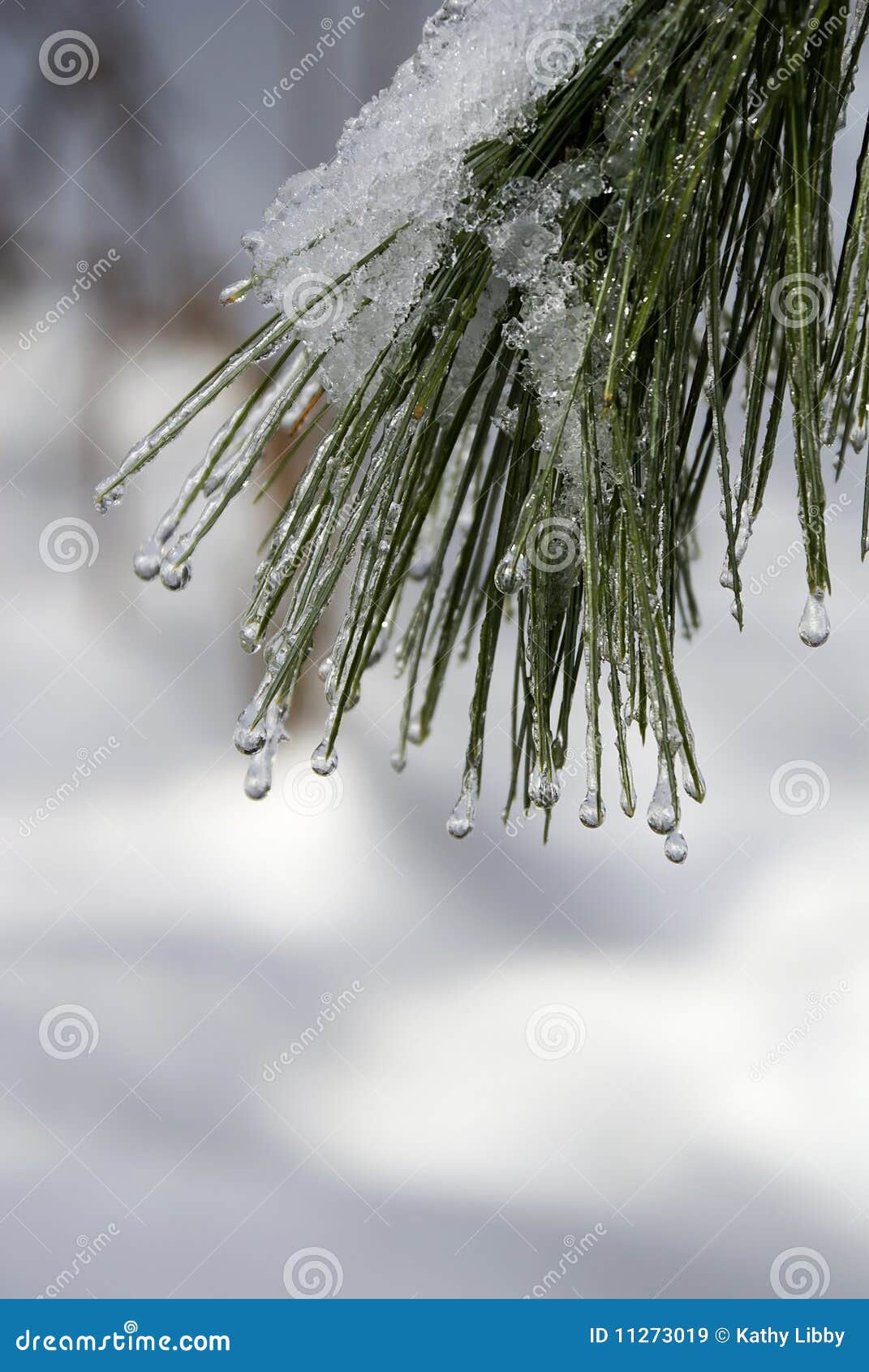 Dripping Ice on the Pine stock image. Image of drip, pine 11273019
