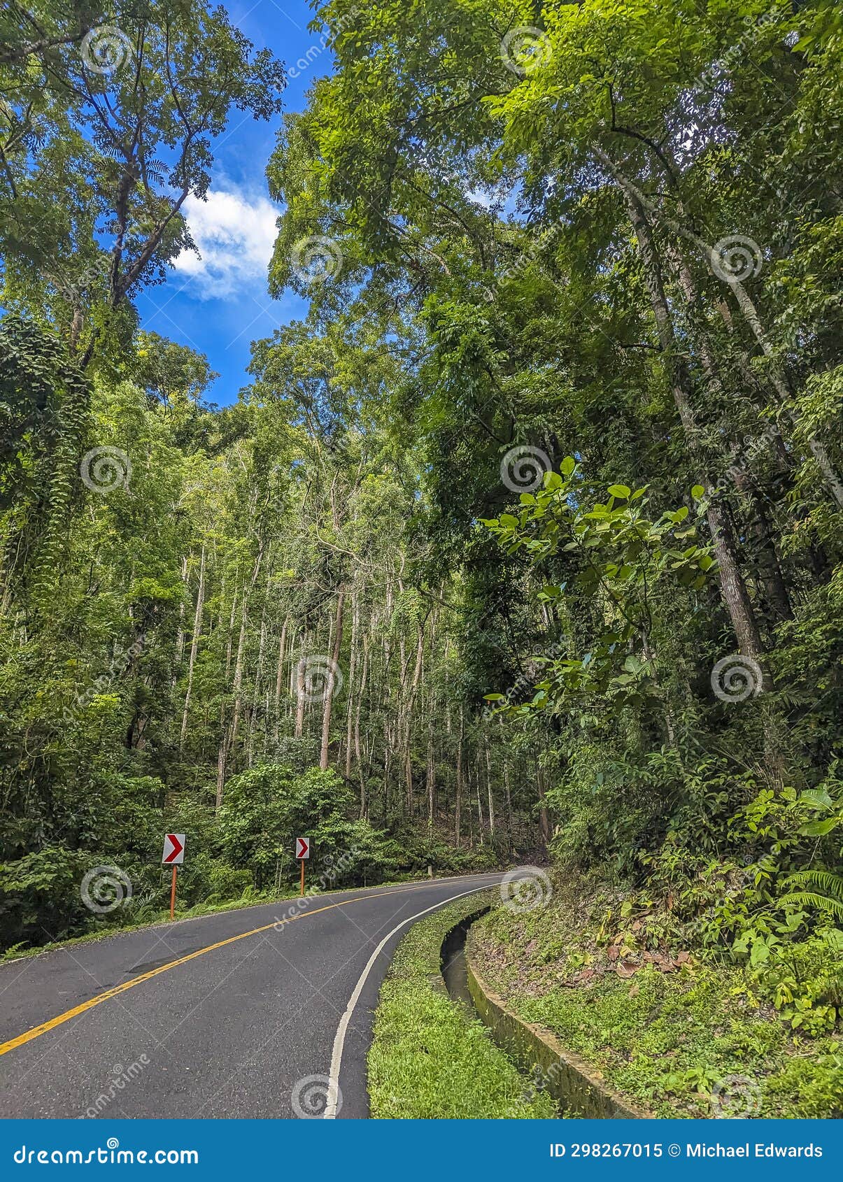driver's point of view of a highway flanked by mahogany trees. passing by the bilar man made forest in bohol