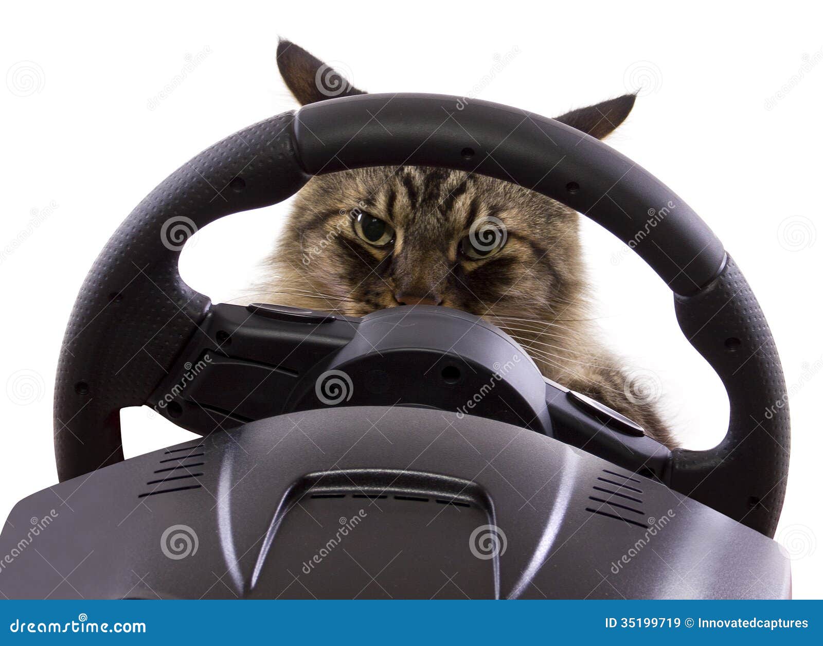 Cat Cat
