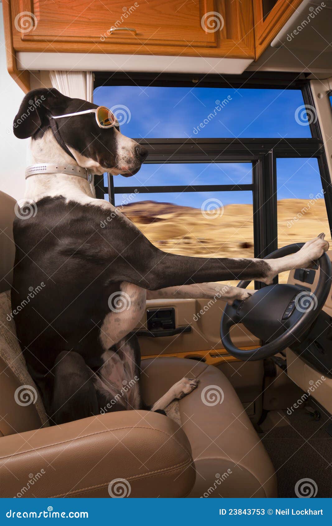 Driving Great Dane Dog Stock Photos Image 23843753