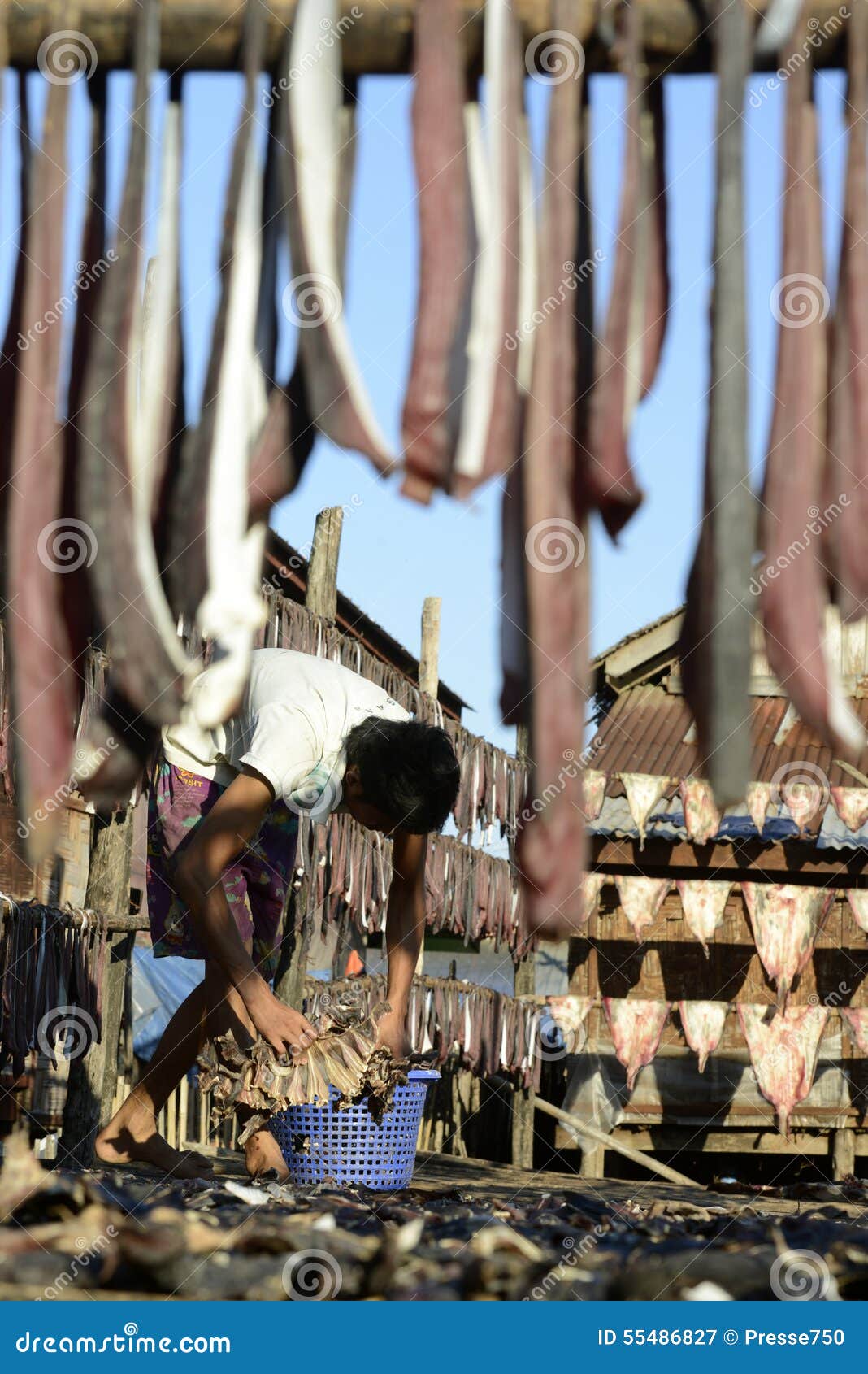 DROGE DE VISSENproductie VAN AZIË MYANMAR MYEIK. Een vissenproductie maakt droge visproducten in de stad van Myeik in het zuiden in Myanmar in Zuidoost-Azië