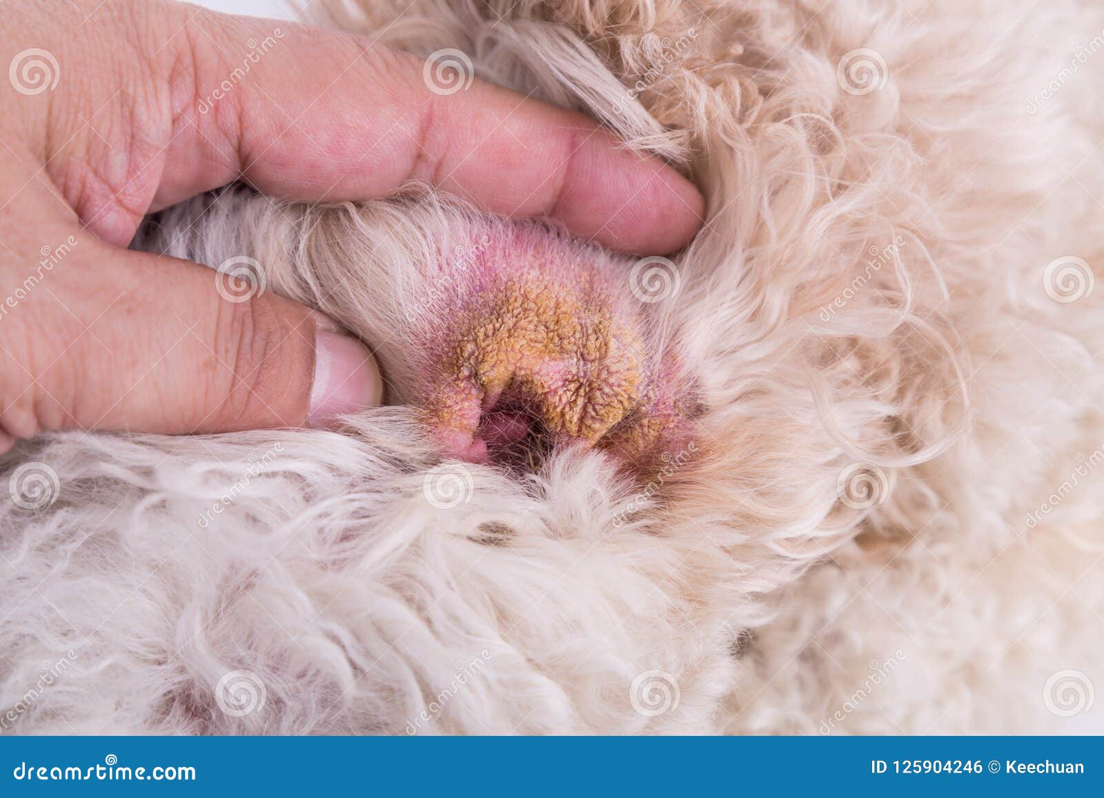 Droge Oorhuid Van Hond, Symptoom Van Auditief Hematoom Voorstellen Stock Foto - Image dierenarts, gezweld: