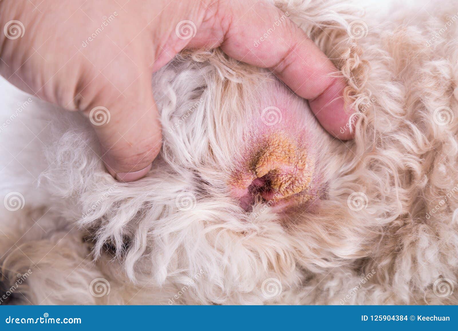 Droge Die Van Hond, Symptoom Van Auditief Hematoom Voorstellen Foto - Image of hond, huid: 125904384