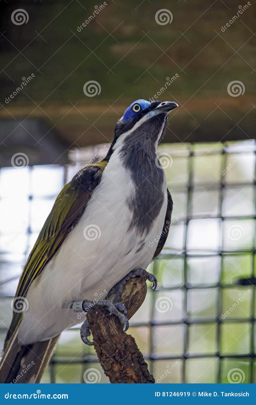 Droite Principale Bleue Doiseau Image Stock Image Du