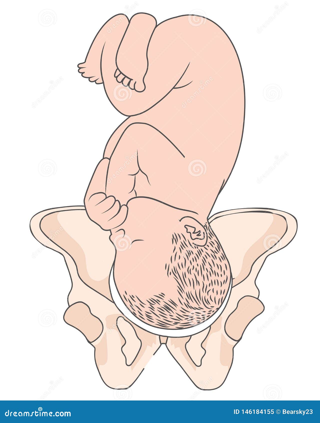 Droite Transversale De Putrefaction De Bassin De Position Foetale De Bebe De Sort D Occiput Gauche Illustration De Vecteur Illustration Du Sante Grossesse Droite Transversale De Putrefaction De Bassin De Position Foetale De Bebe De Sort D Occiput Gauche Illustration De Vecteur Illustration Du Sante Grossesse