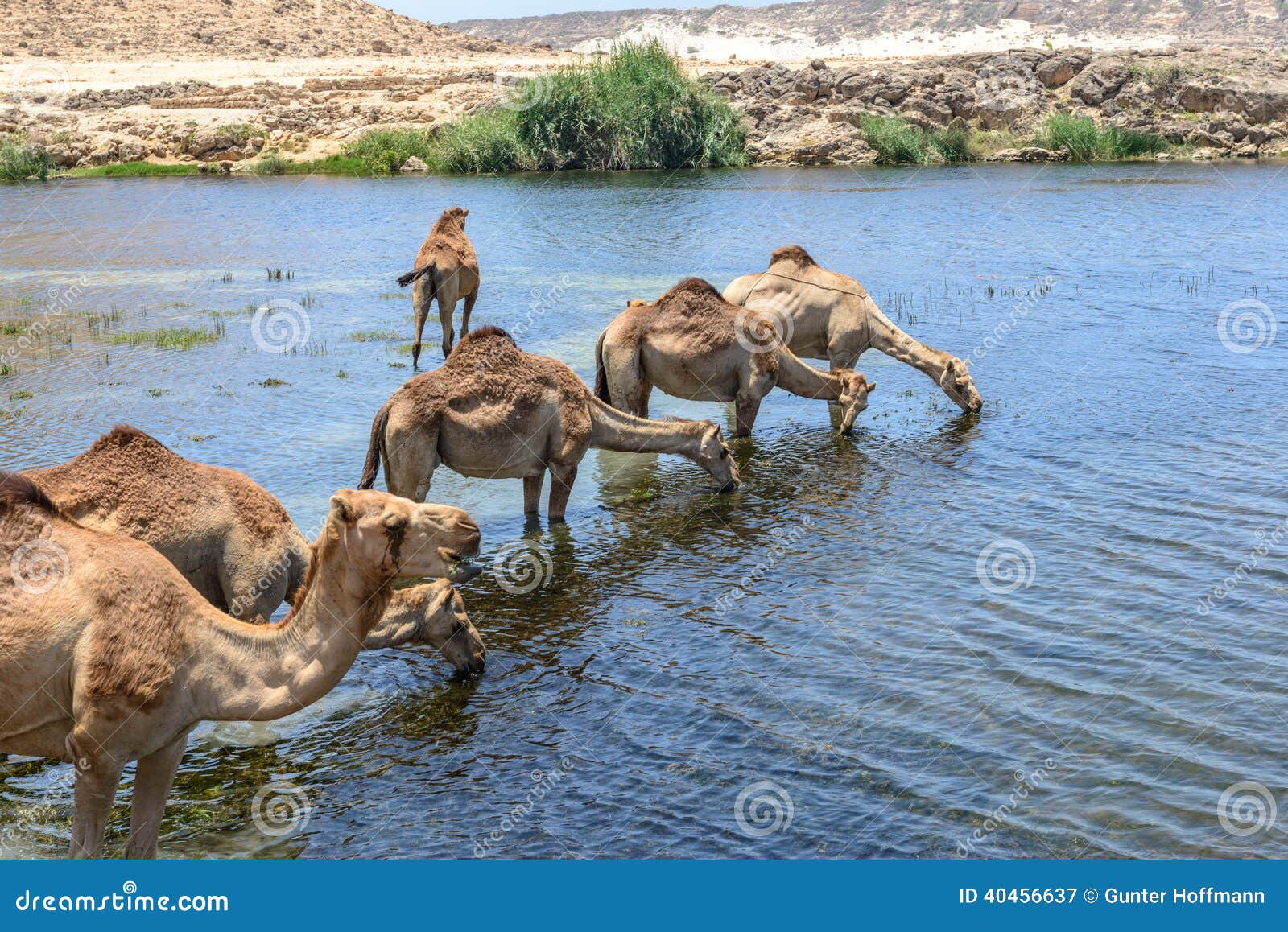 dromedaries at wadi darbat, taqah (oman)