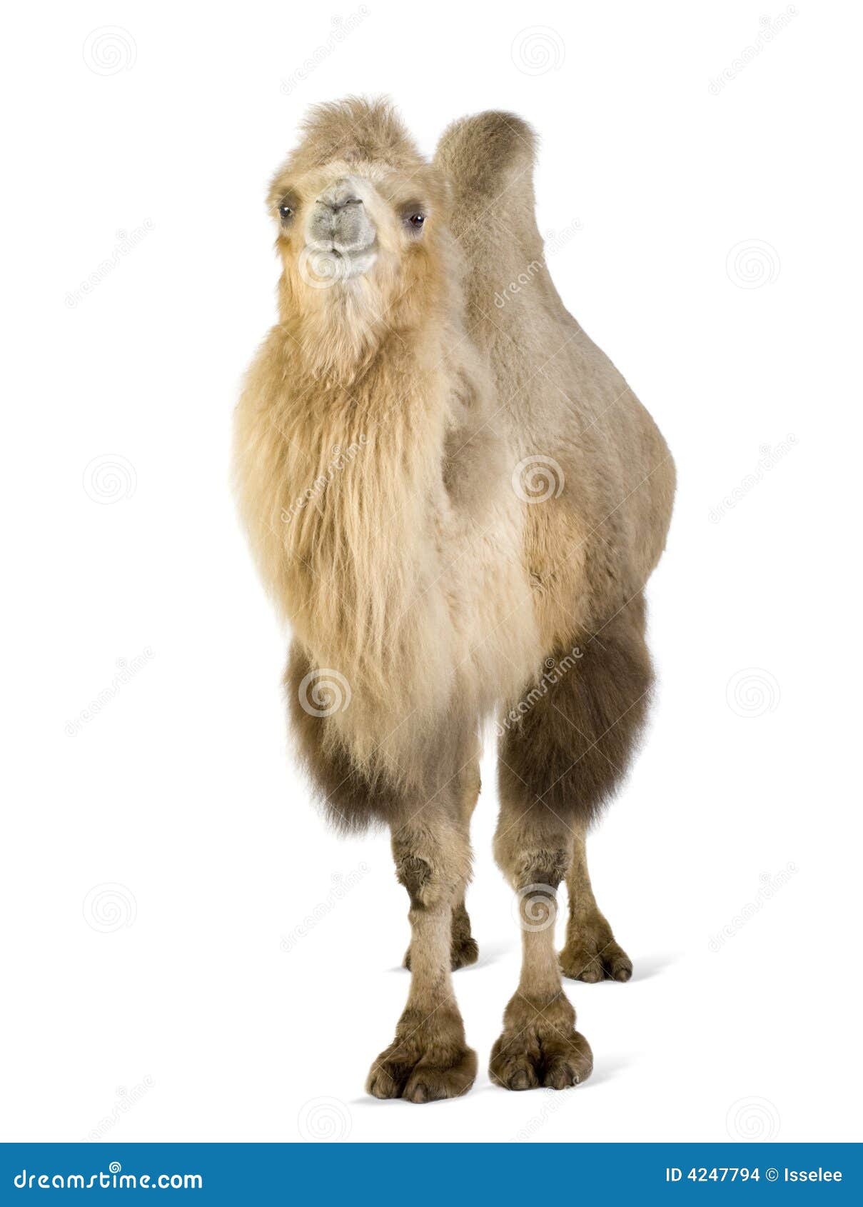 dromedary