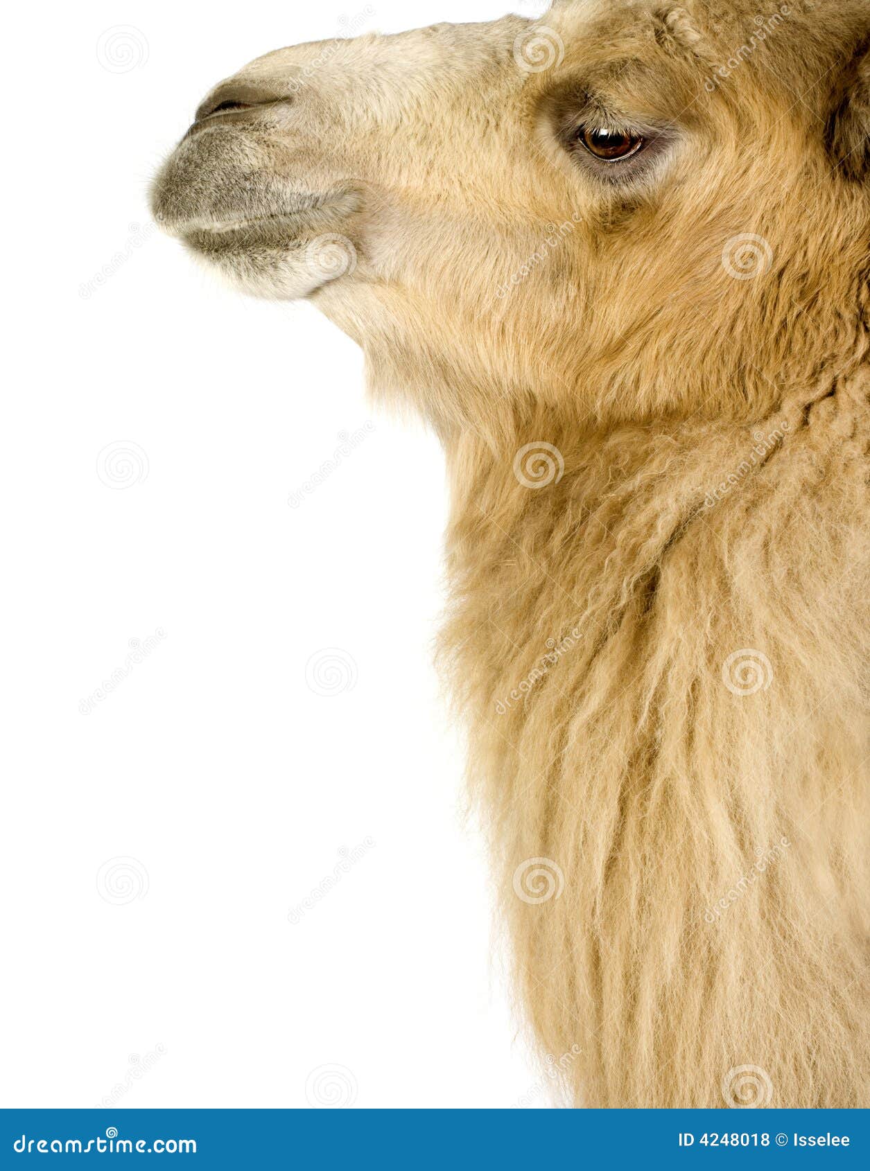 dromedary