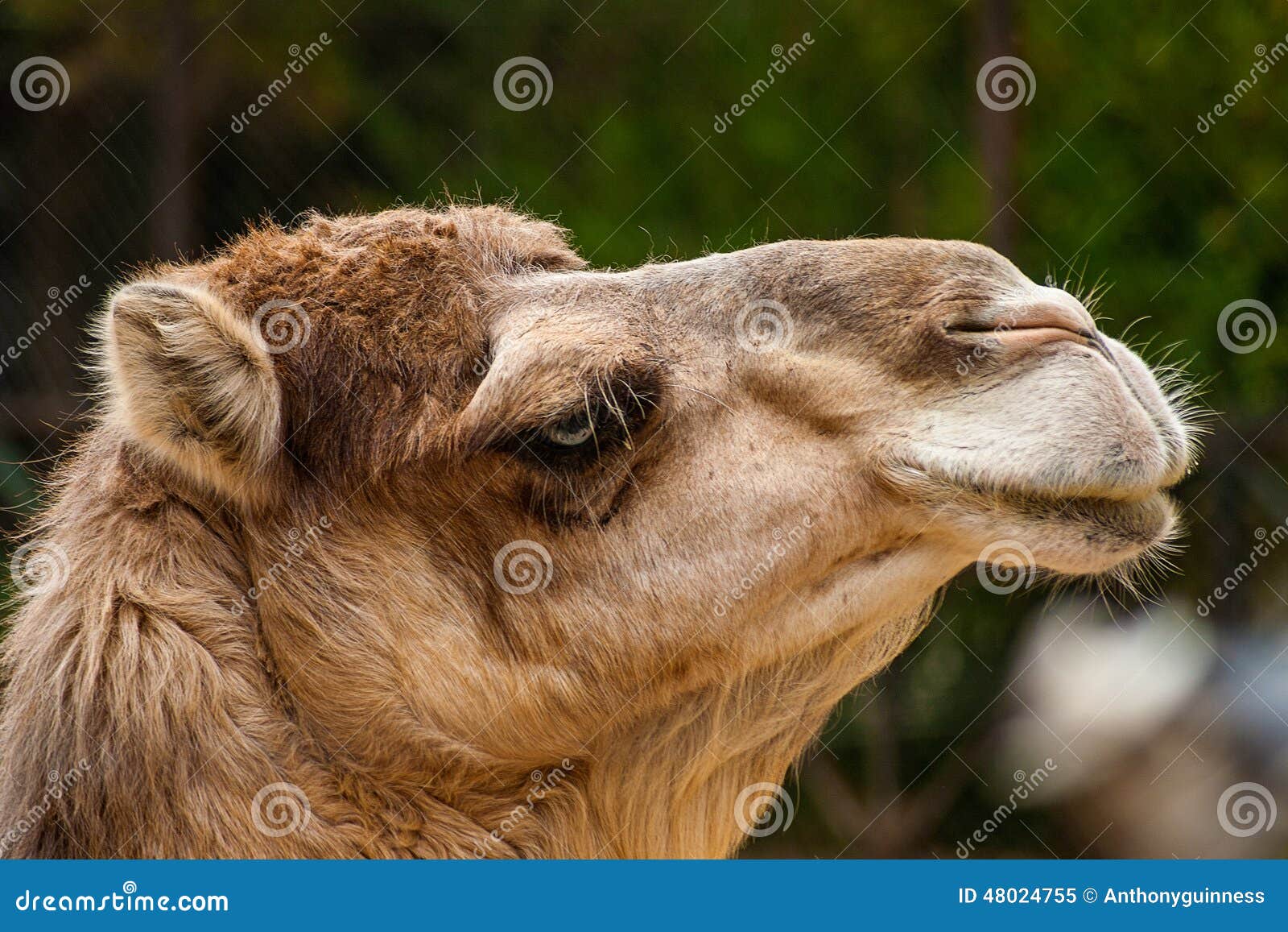 dromedary