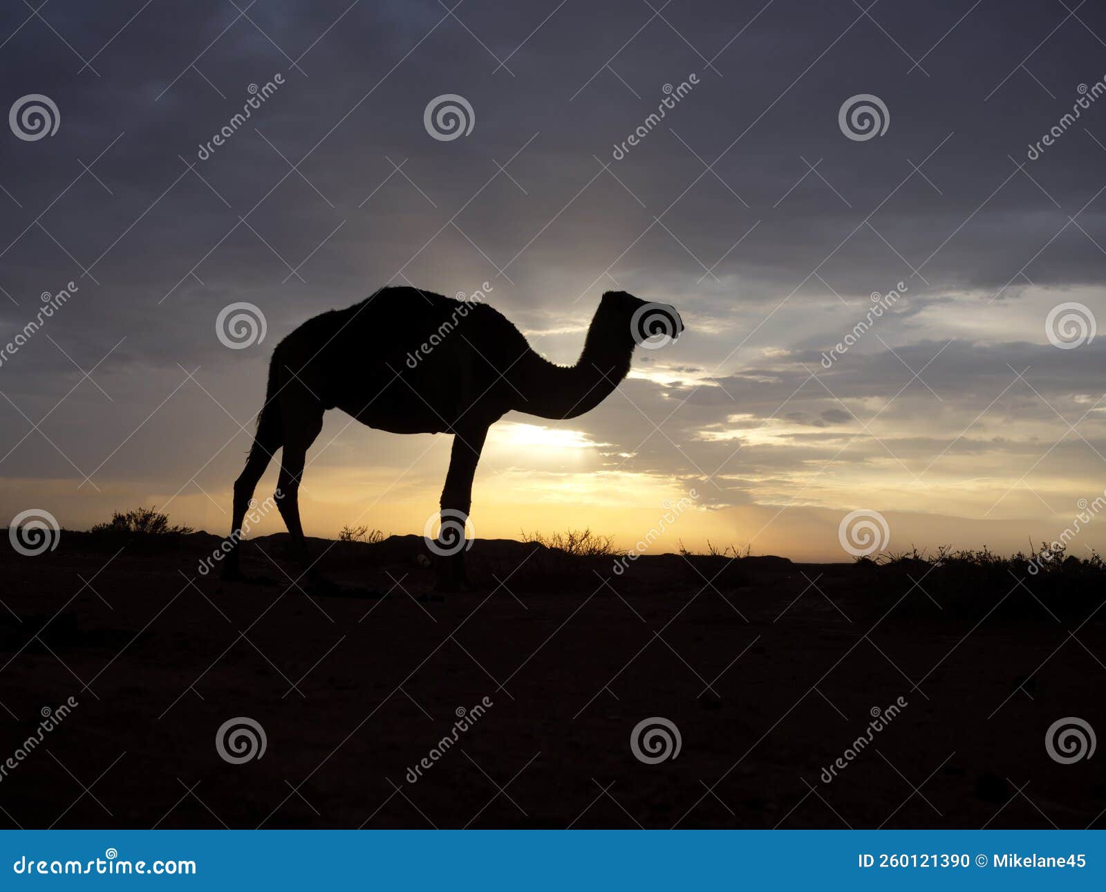 Dromedary or Arabian Camel, Camelus Dromedarius Stock Photo - Image of ...