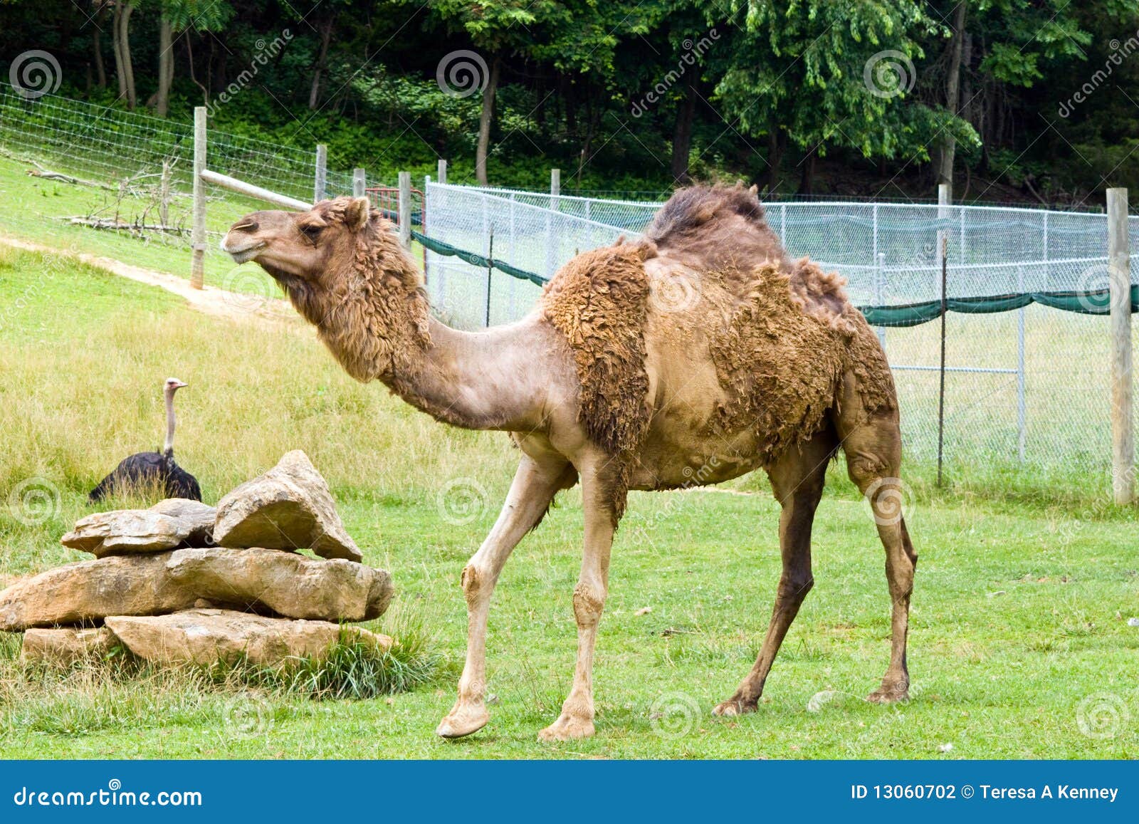 dromedary camel