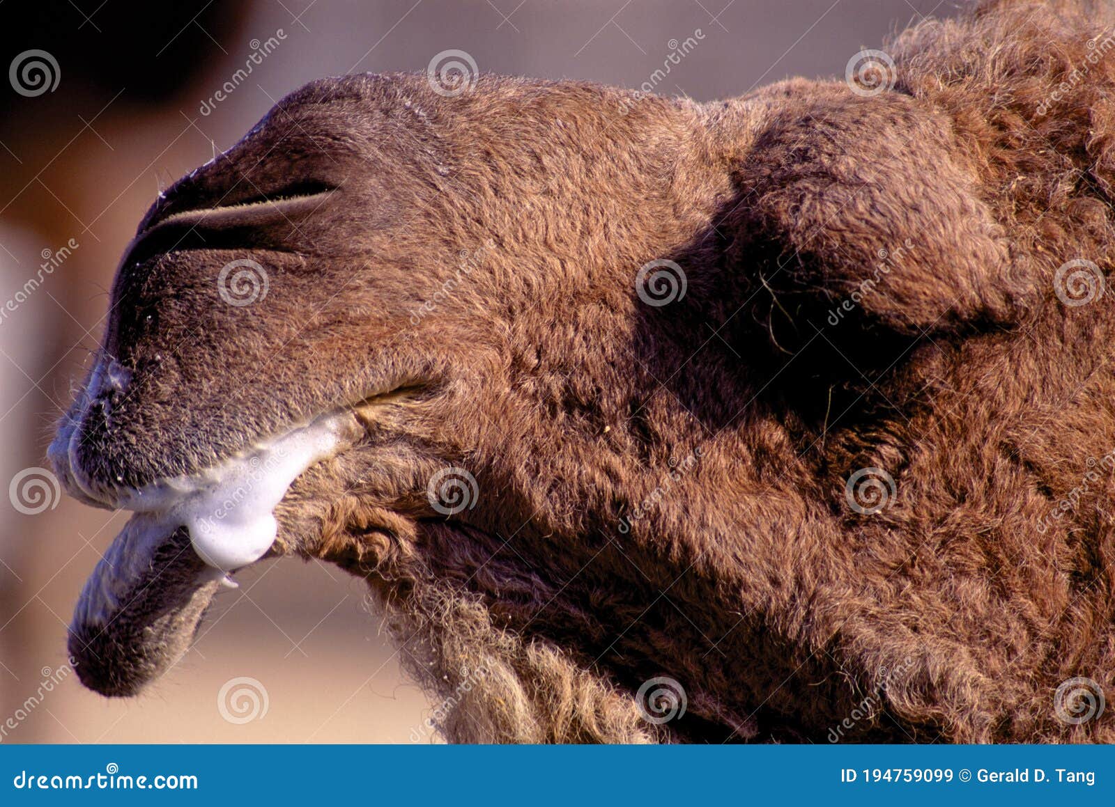 dromedary camel froths   29890