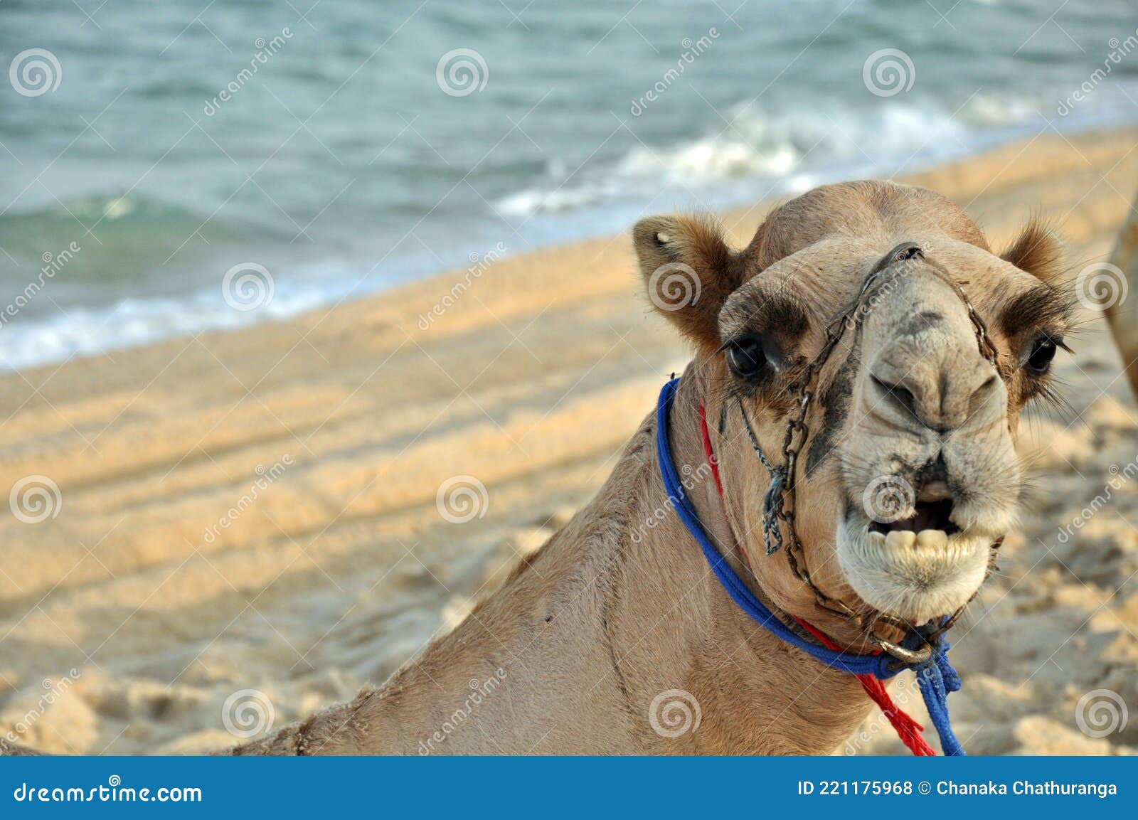 the dromedary camels called the arabian camel, is a large even-toed ungulate, of the genus camels, with one hump on its back.